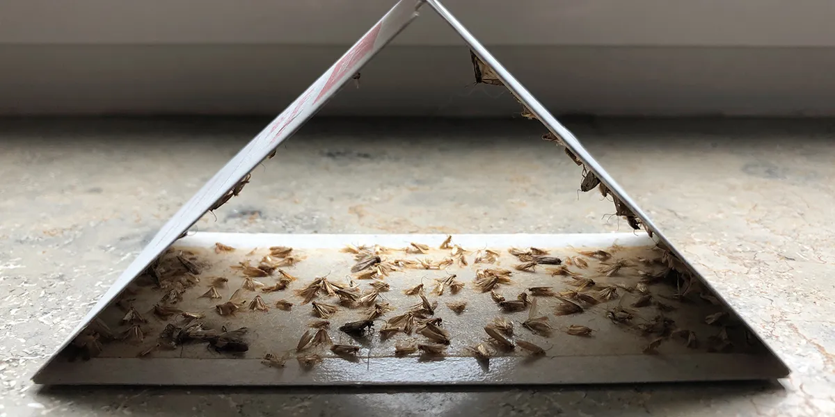 Natuurlijke oplossingen tegen insectenplagen in je tuin