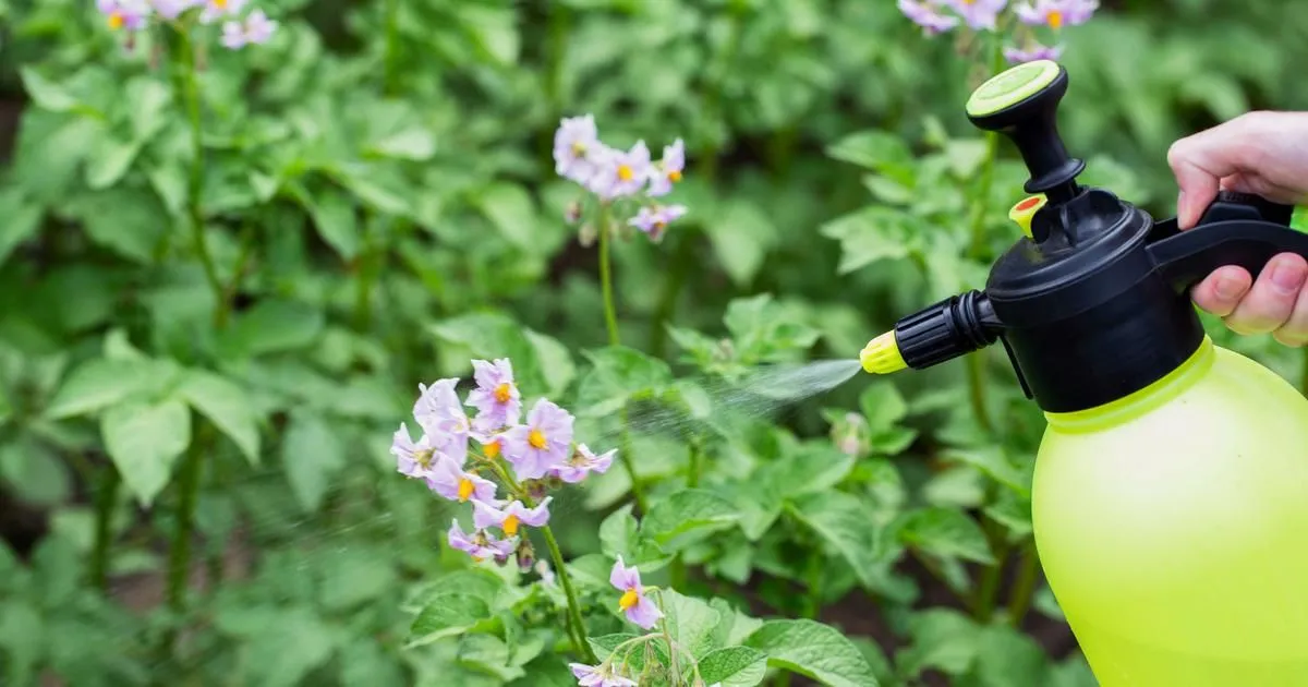 Het belang van koper in de tuinbouw: voordelen en risico's