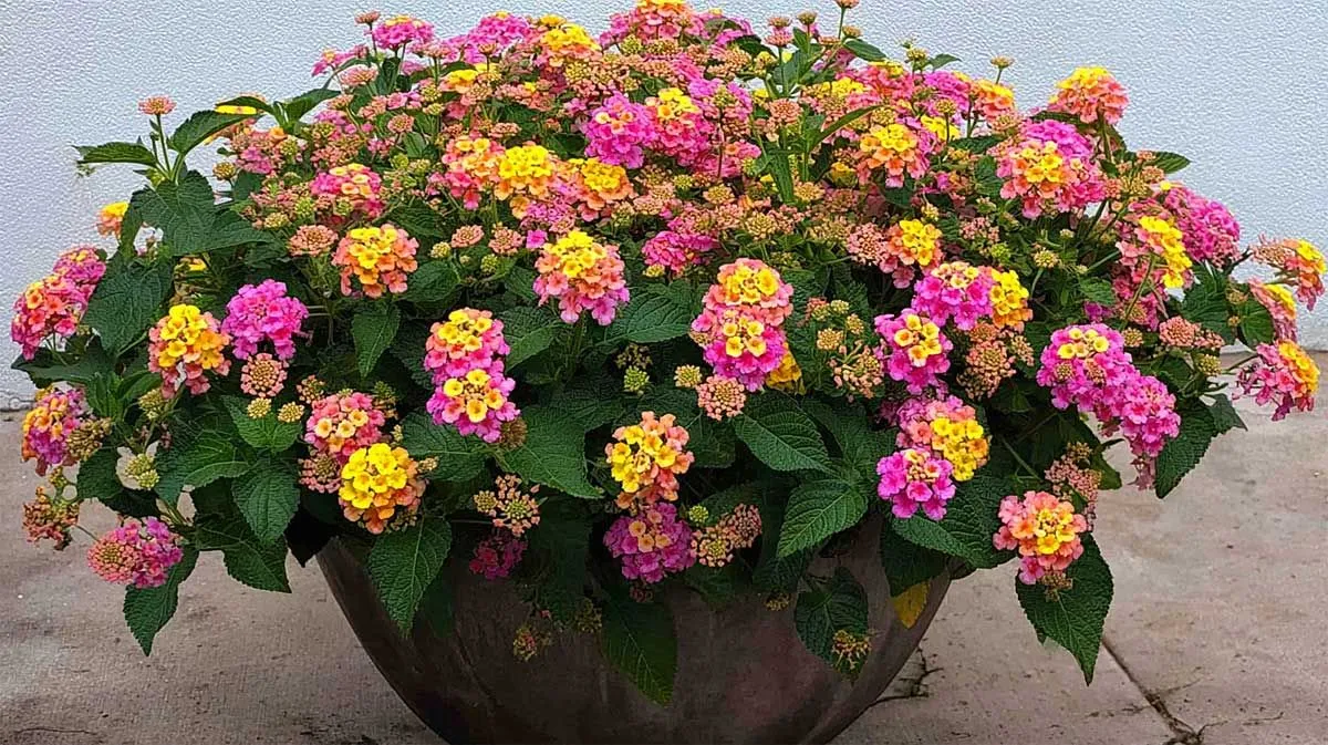Bescherm je lantana: handige tips voor de herfst