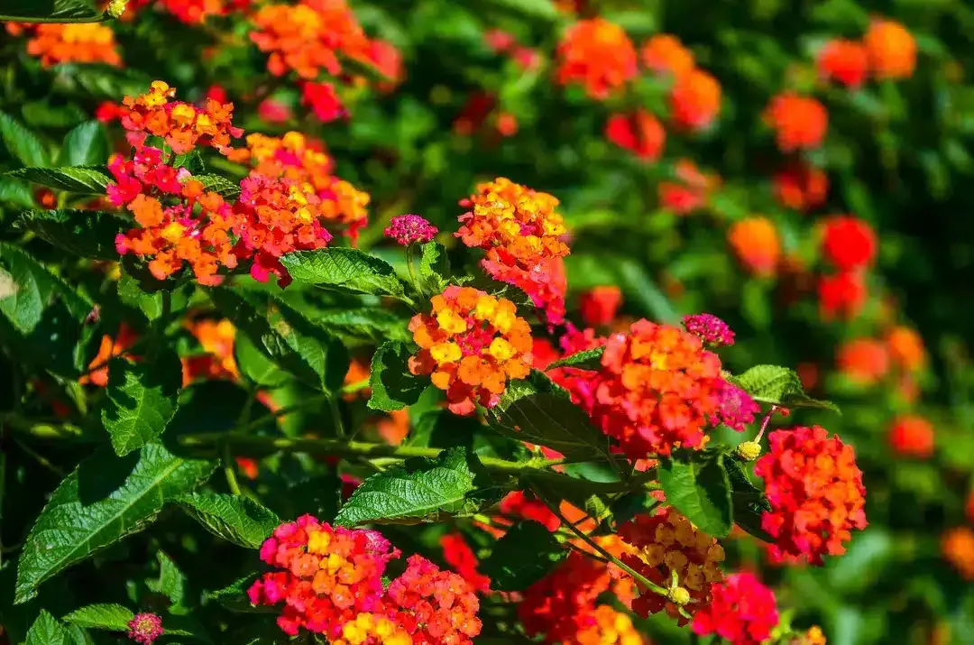 Lantana: De Verassing die Jouw Tuin Opfleurt