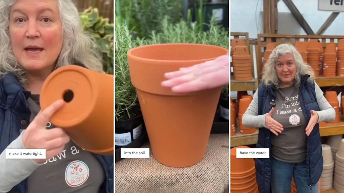 De eeuwenoude kunst van de olla-wateringstechniek