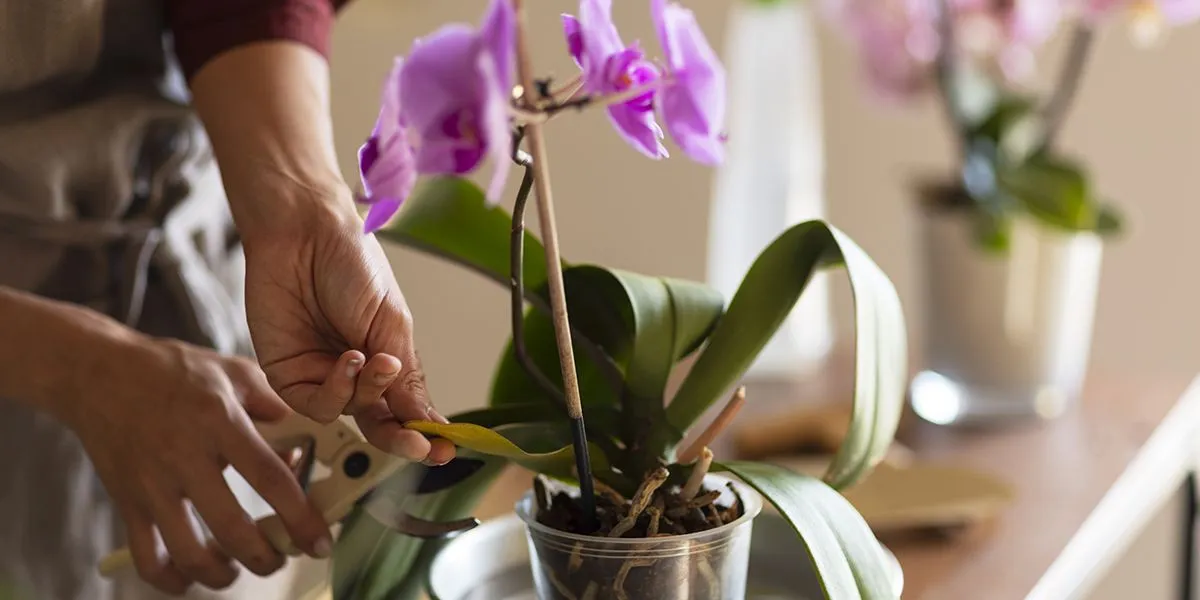 Goed voor je orchideeën zorgen: voorkom deze fouten