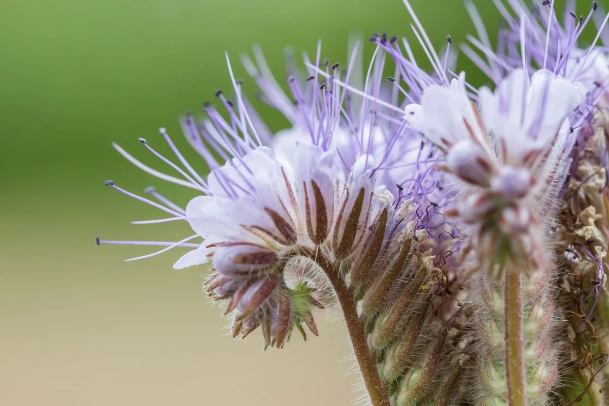 De comeback van de phacelia: een groene tip voor de moderne tuin