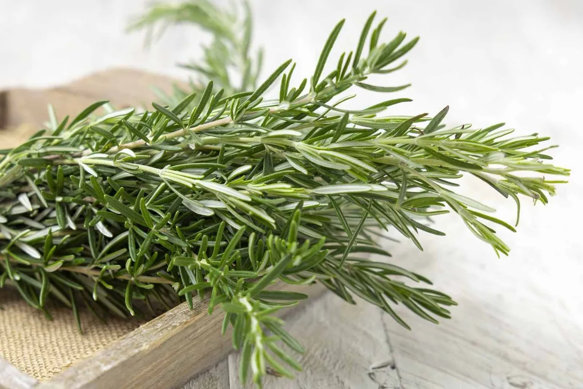 De magie van rozemarijn koken: een natuurlijk ritueel voor frisheid en welzijn
