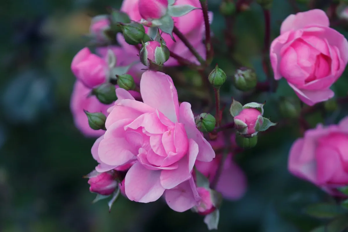Rozen vermeerderen met aardappelen: een verrassende tuintruc