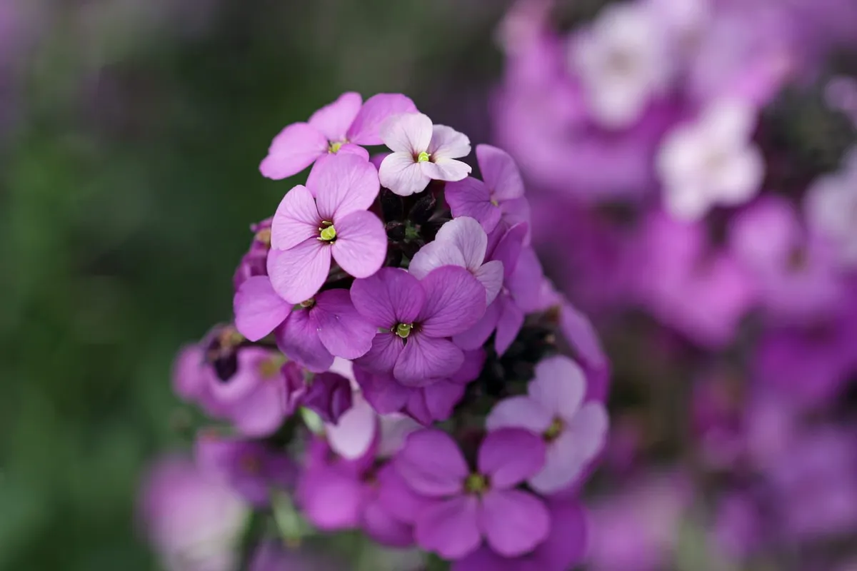 Creëer een bloeiende lentetuin: vaste planten om nu te planten