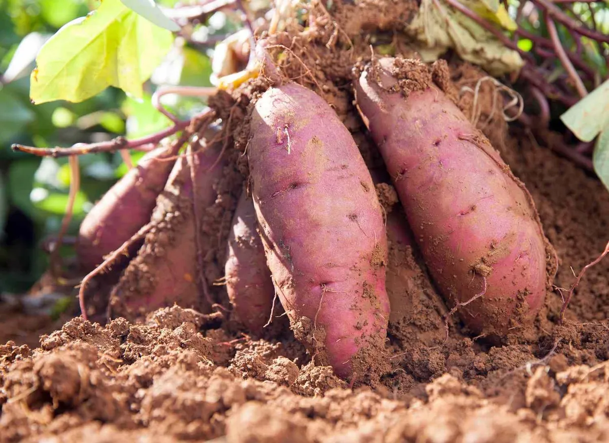 Zoete aardappelen kweken: een praktische gids voor thuistuinliefhebbers