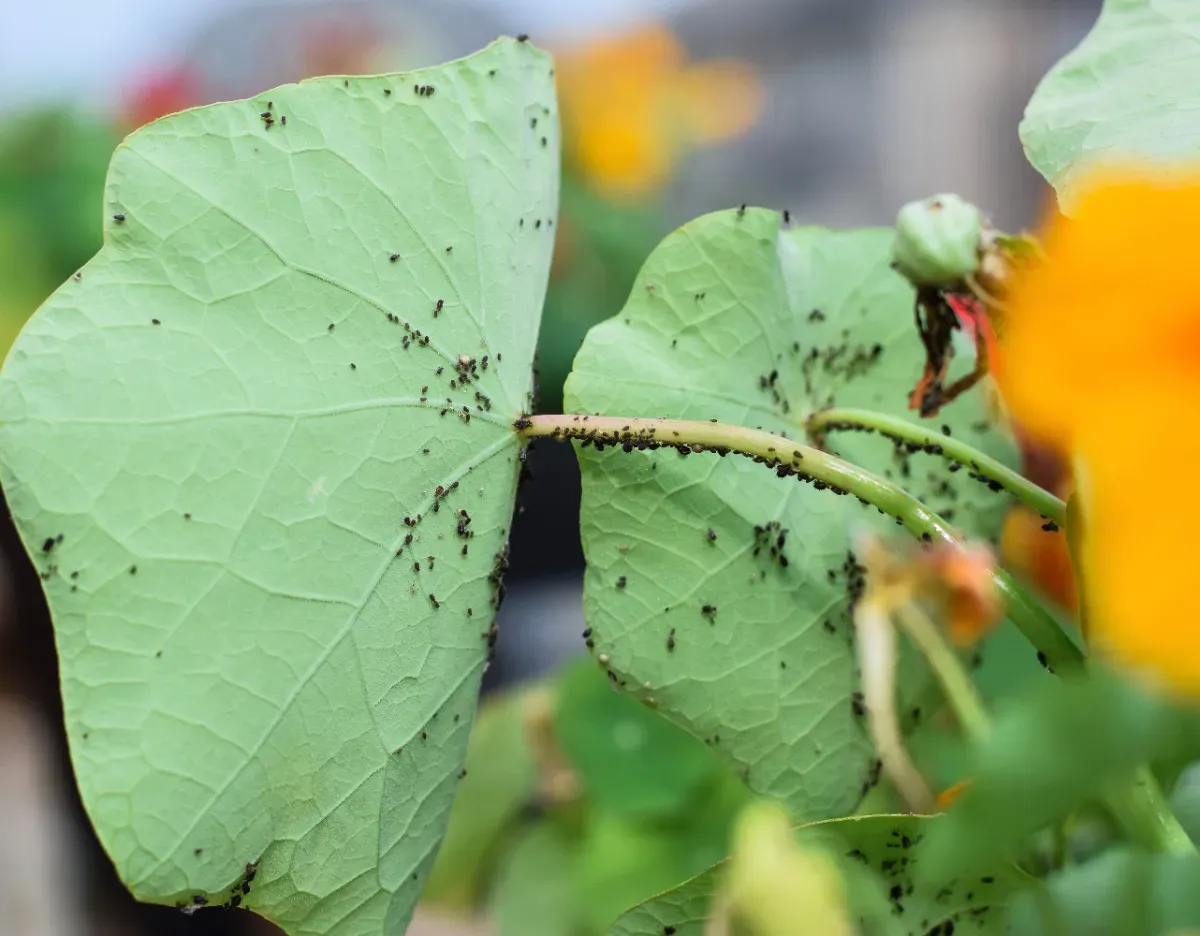 Effectieve manieren om bladluizen te bestrijden in je tuin