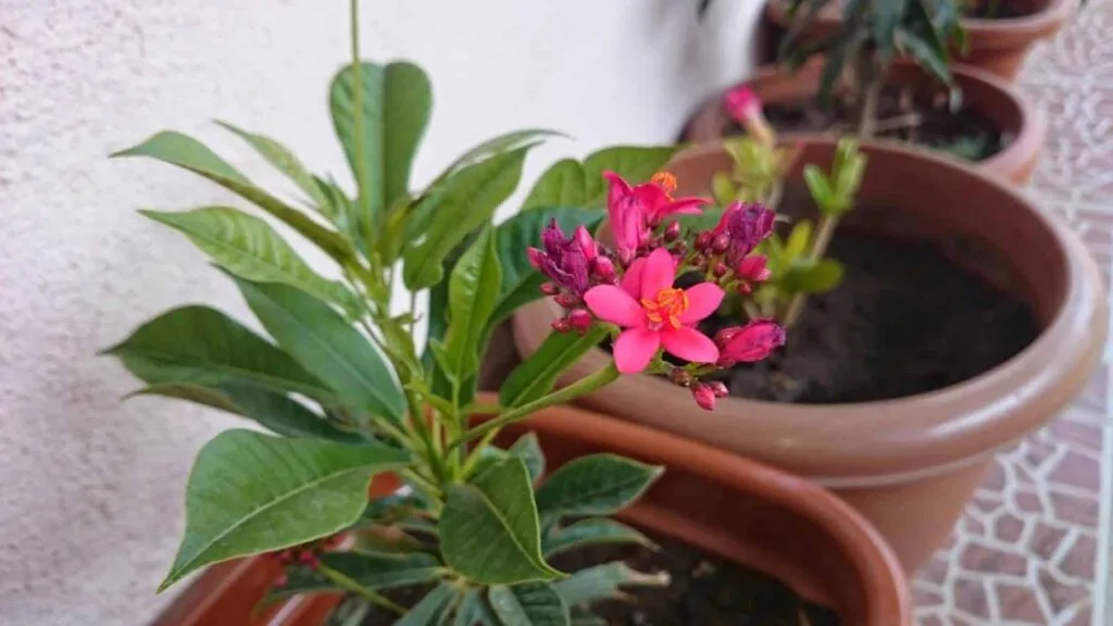 Creëer een mooie buitenruimte met seizoensbestendige planten