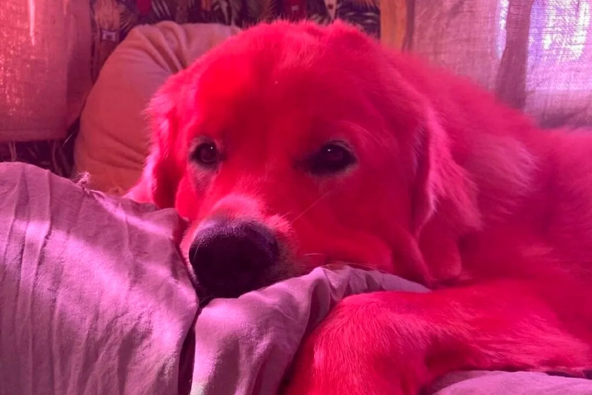 Hond krijgt een opvallende rode make-over om diefstal tegen te gaan