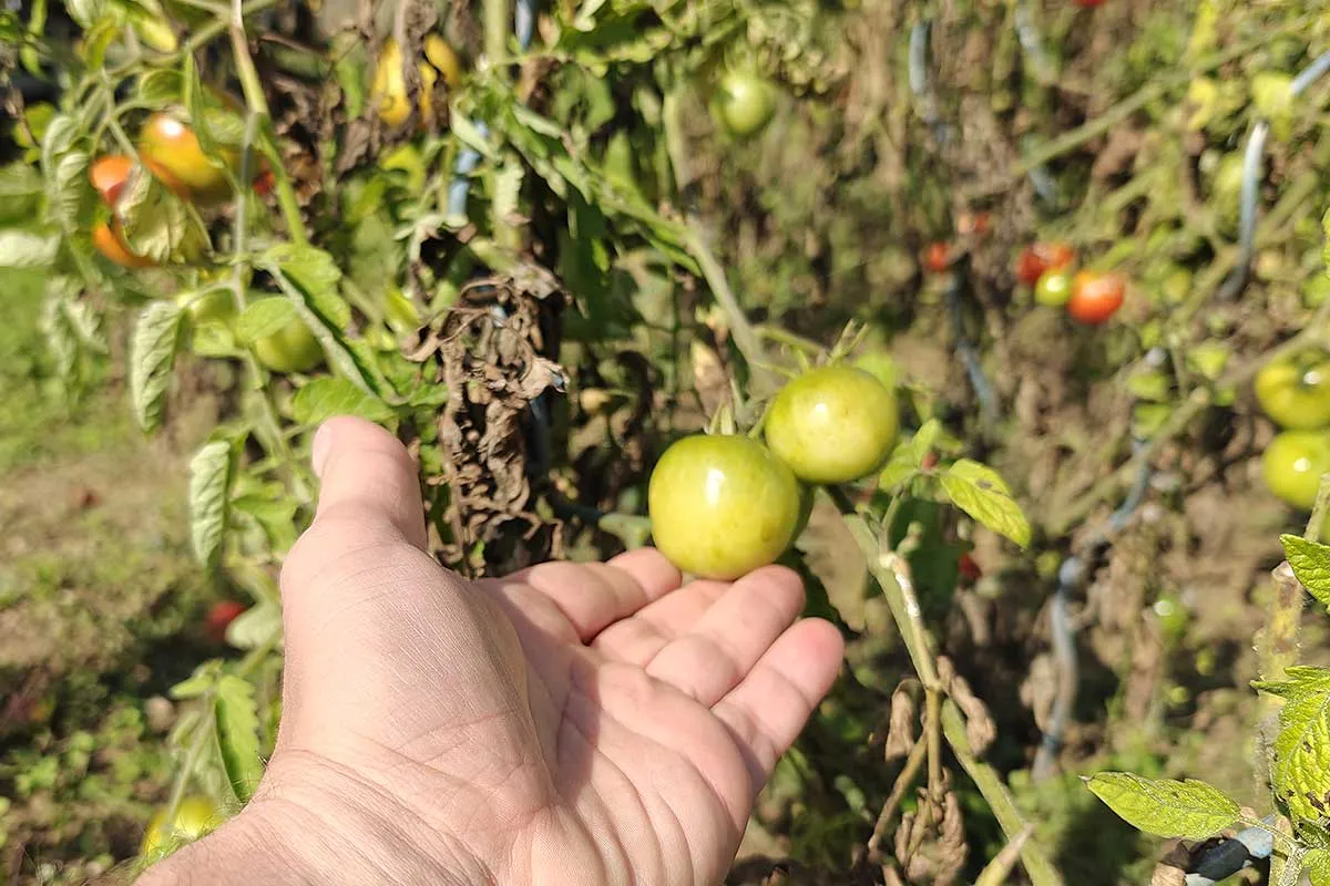 Groene tomaten: een uitdaging voor tuinders en hoe je ermee omgaat