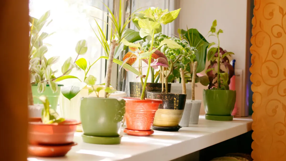 De veelzijdige voordelen van kleikorrels voor plantenliefhebbers