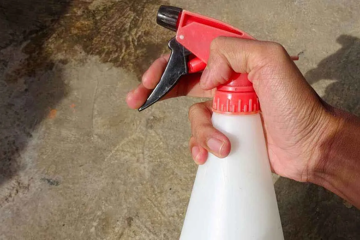 Waarom Spinnen Binnenkomen in de Herfst en Hoe Je Ze Buiten Houden