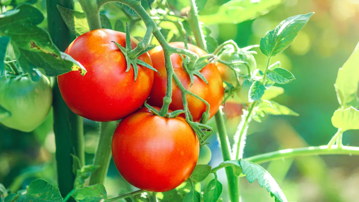 De kunst van het ondersteunen van je tomaten