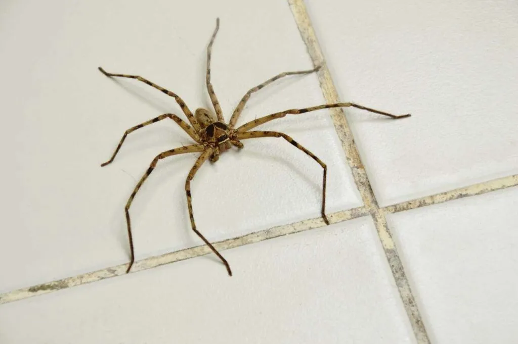 Spinnen weren met witte azijn: Natuurlijke oplossing binnen handbereik